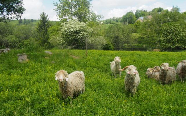 Auvergne : 4 jours en Sancy P6020120 Scaled 640x400